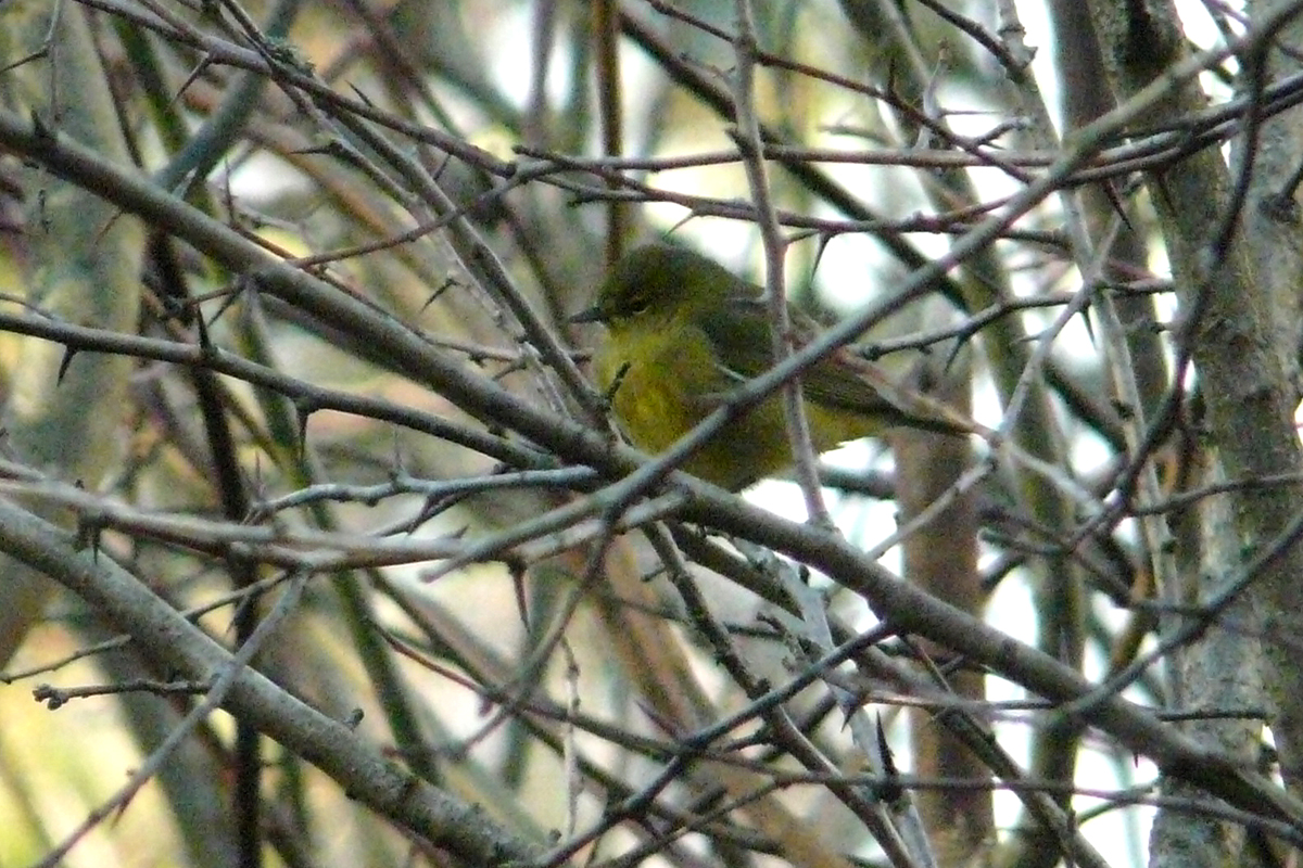 orange-crowned warbler
