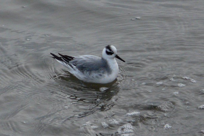 red phalarope right