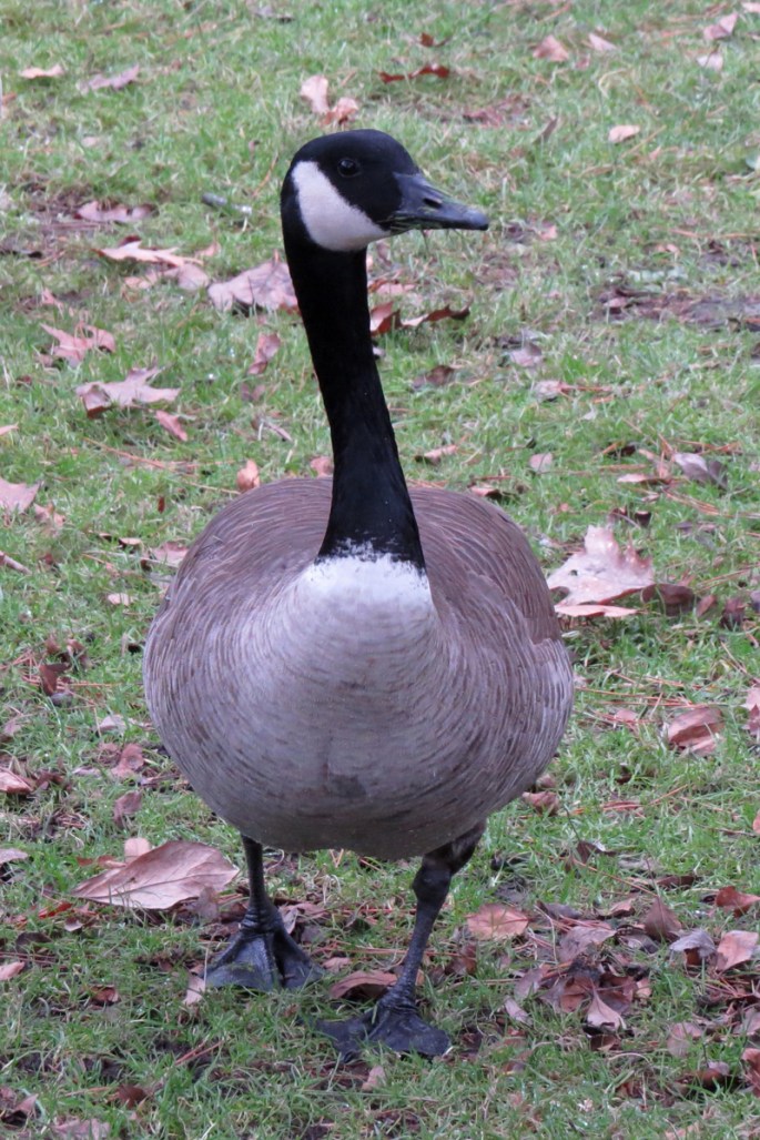 canada goose 1