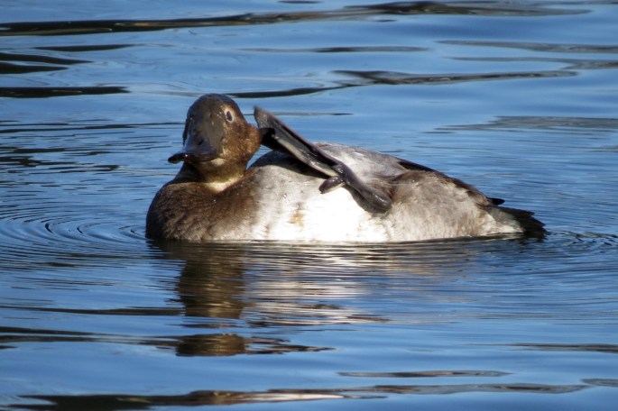 canvasback scratching