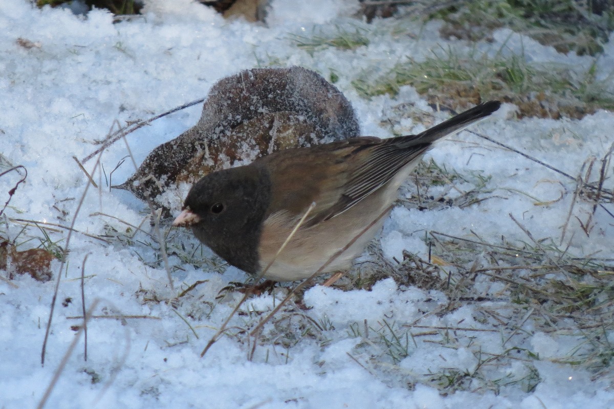 dark-eyed junco