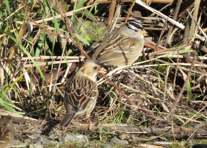 harris's and white-crowned