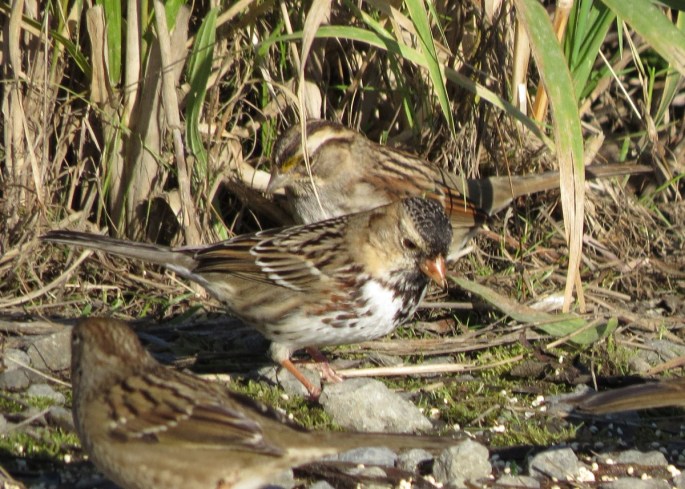 harris's and white-throated