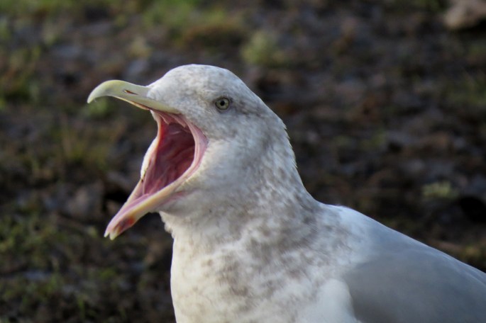 herring gull
