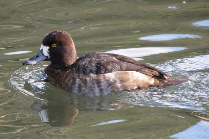 lesser scaup