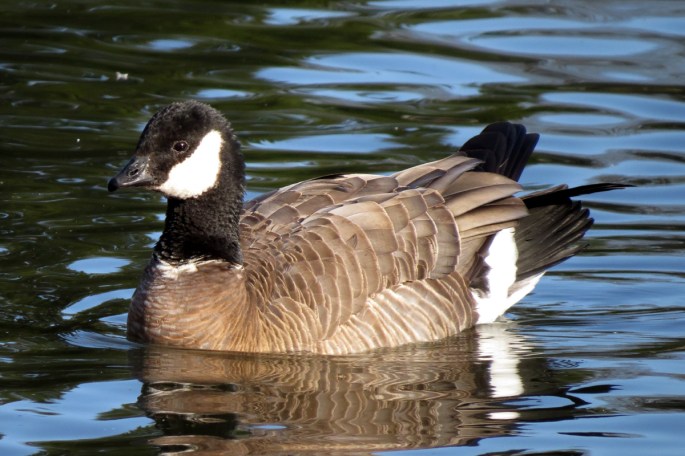 ridgeway's cackling goose left