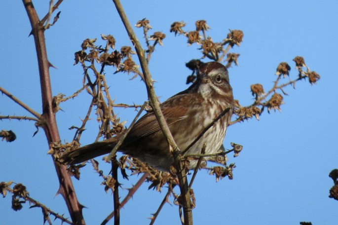 song sparrow