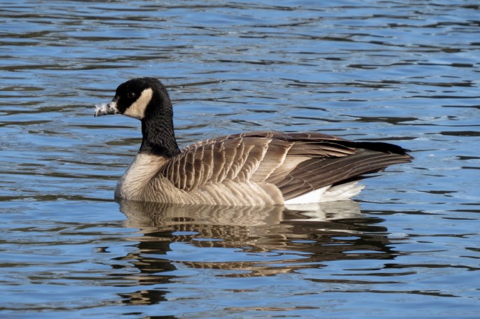 taverner's cackling goose