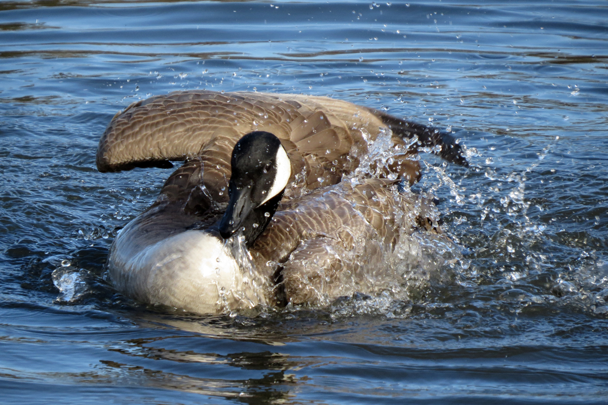 western canada goose bathing