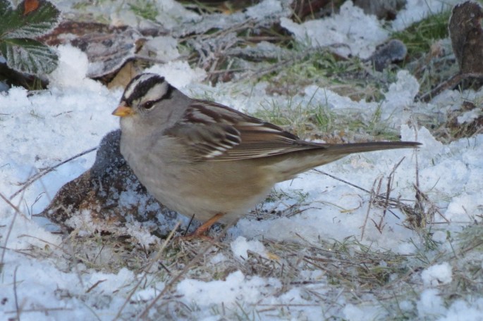 white-crowned sparrow