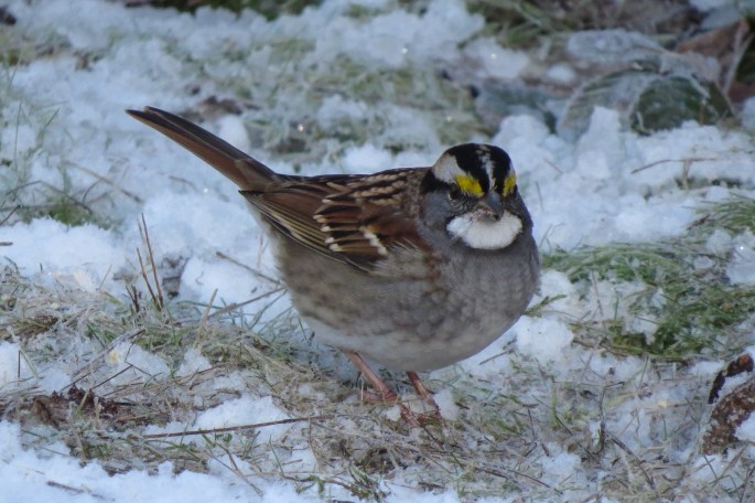 white-throated sparrow