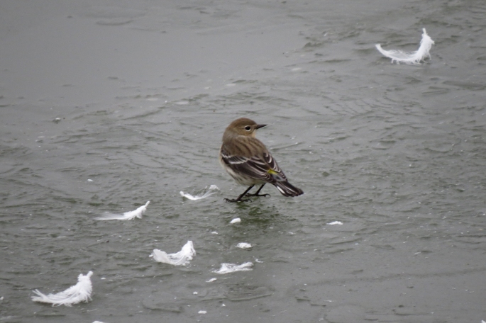 yellow-rumped feathers