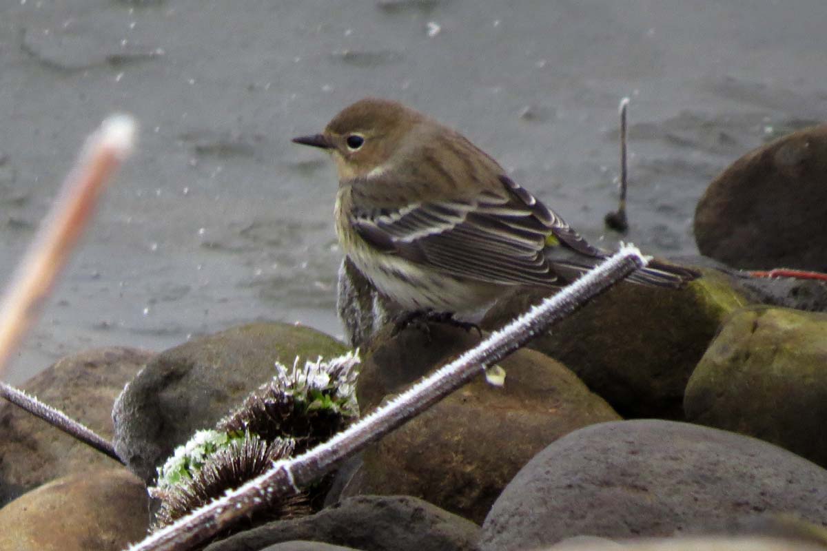 yellow-rumped on rocks