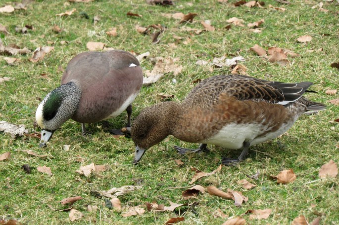 american and eurasian wigeon