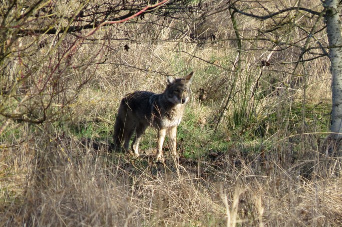 coyote