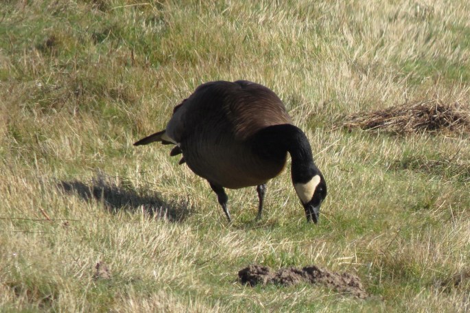 dusky canada feeding