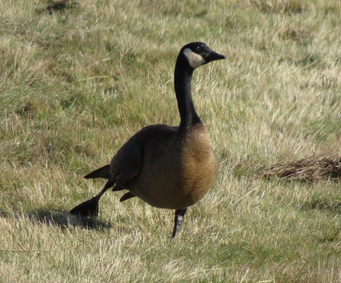 dusky canada stretching