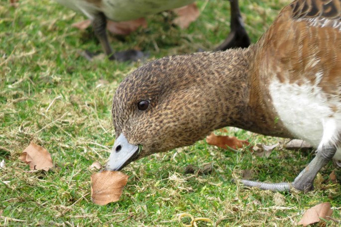 eurasian wigeon female
