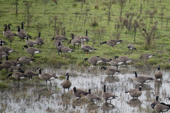 greater white-fronted goose