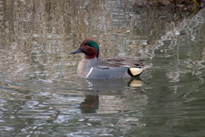 green-winged teal