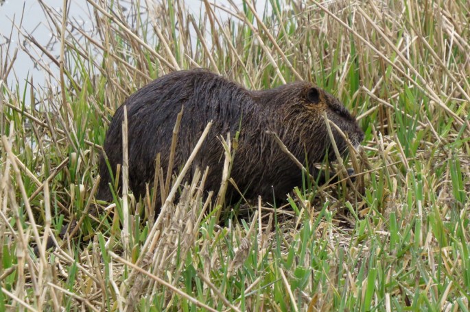 nutria