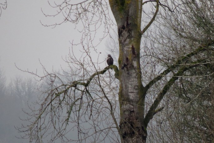 rough-legged hawk