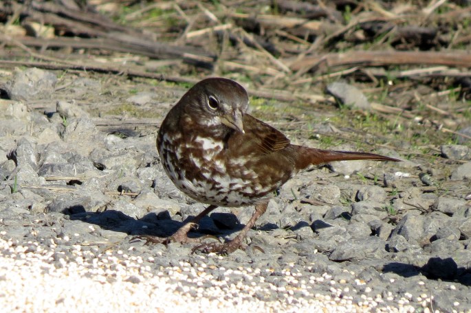 fox sparrow