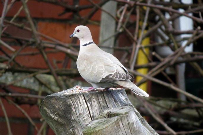 eurasian collared dove