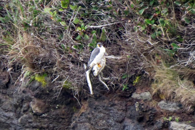 peregrine falcon