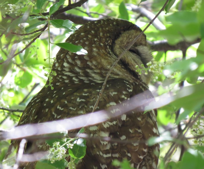 spotted owl closeup