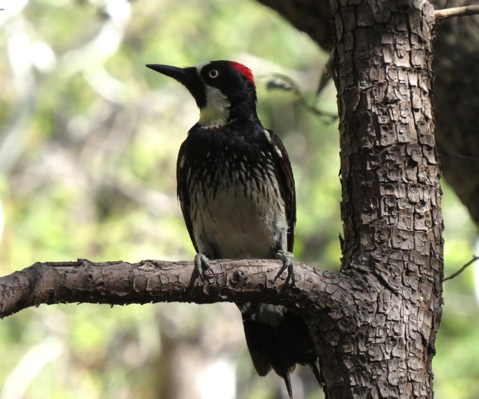 acorn woodpecker