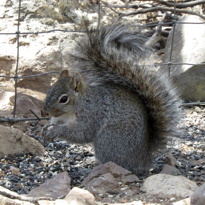 arizona gray squirrel