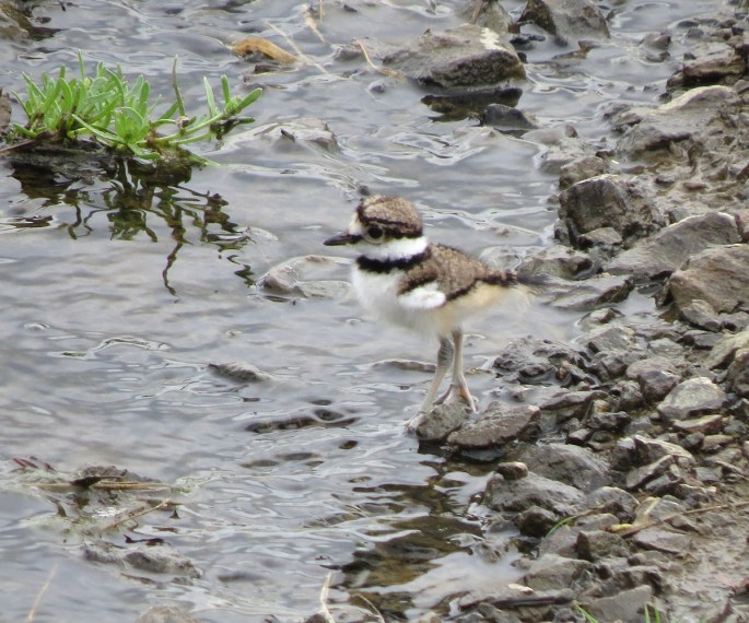 baby killdeer