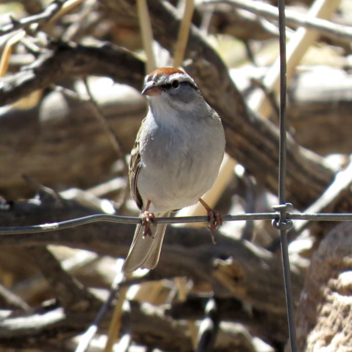 chipping sparrow