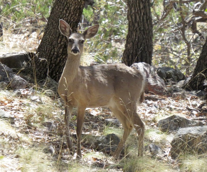 Coues White-tailed Deer