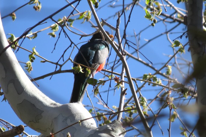 elegant trogon