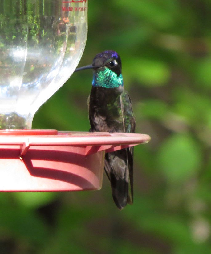 magnificent hummingbird