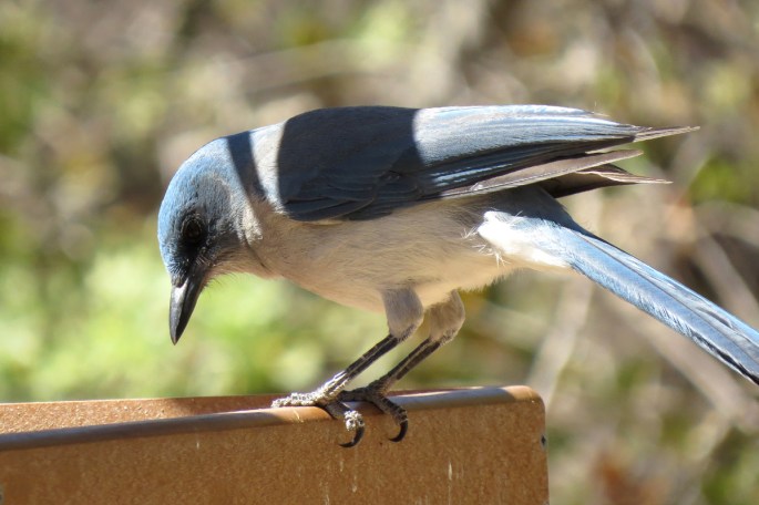 mexican jay