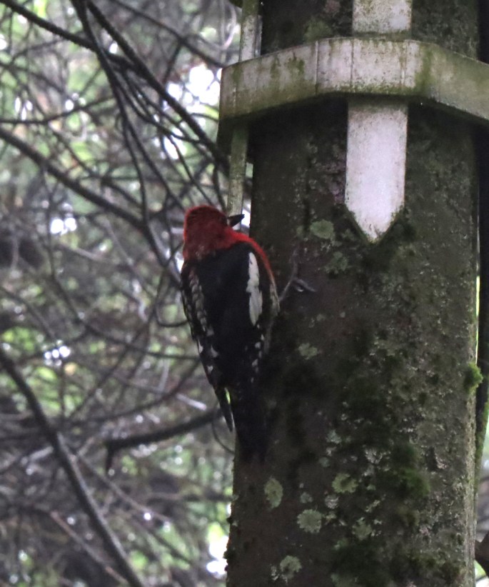 red-breasted sapsucker 2