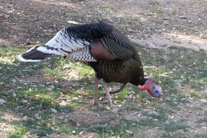 turkey feeding