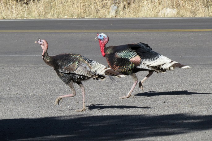 turkey trot1