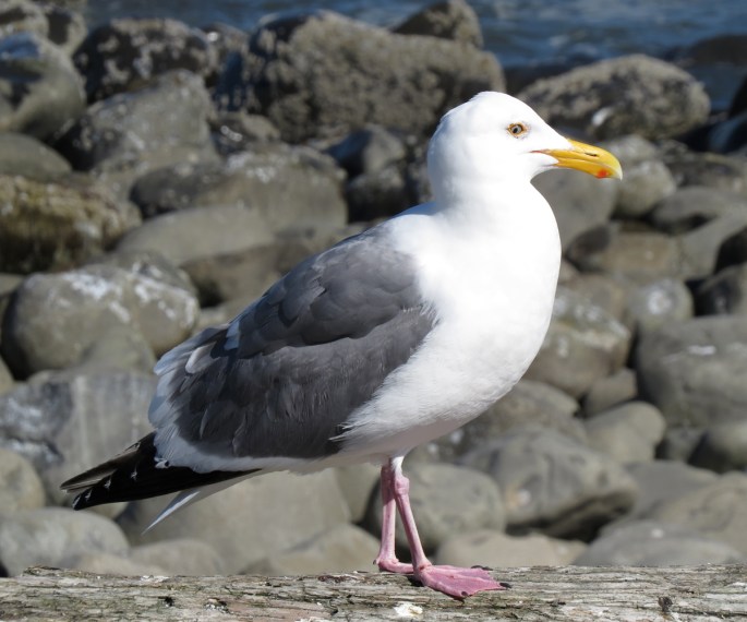 western gull