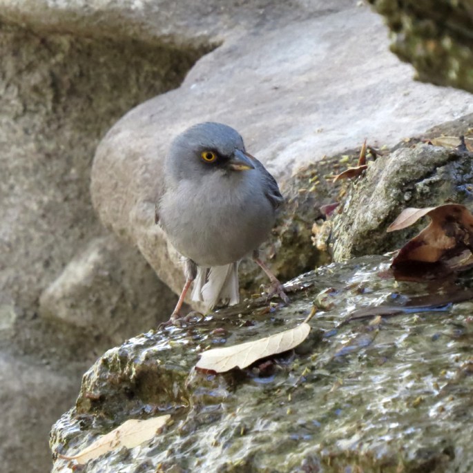 yellow-eyed junco1