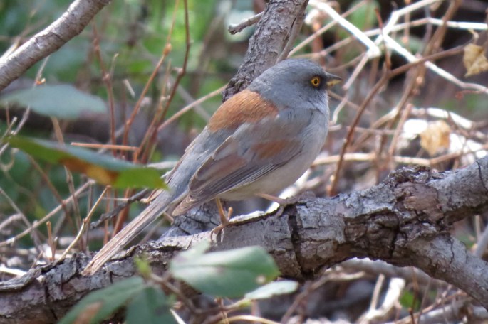 yellow-eyed junco3