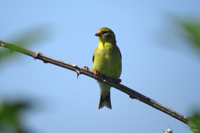 american goldfinch