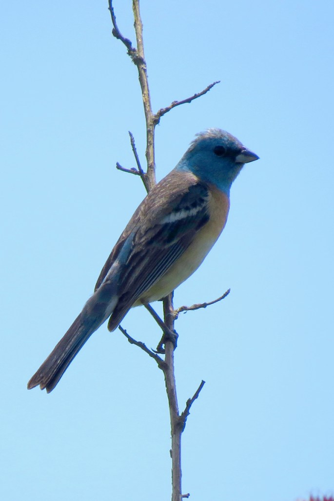 lazuli bunting male