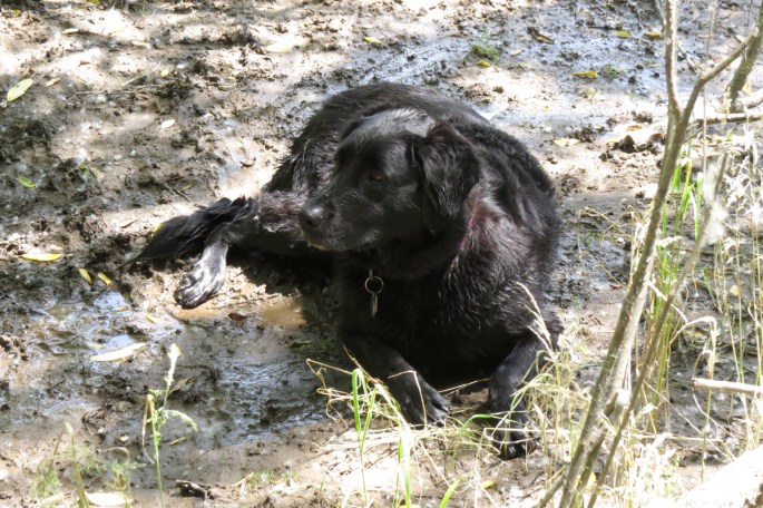 mud puppy