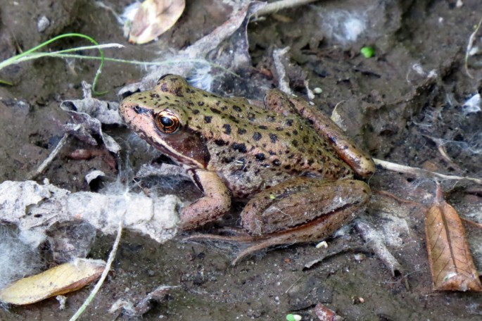 red-legged frog 4
