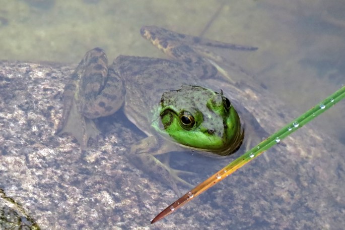 bullfrog