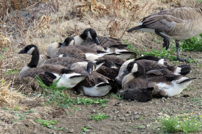 canada goose family